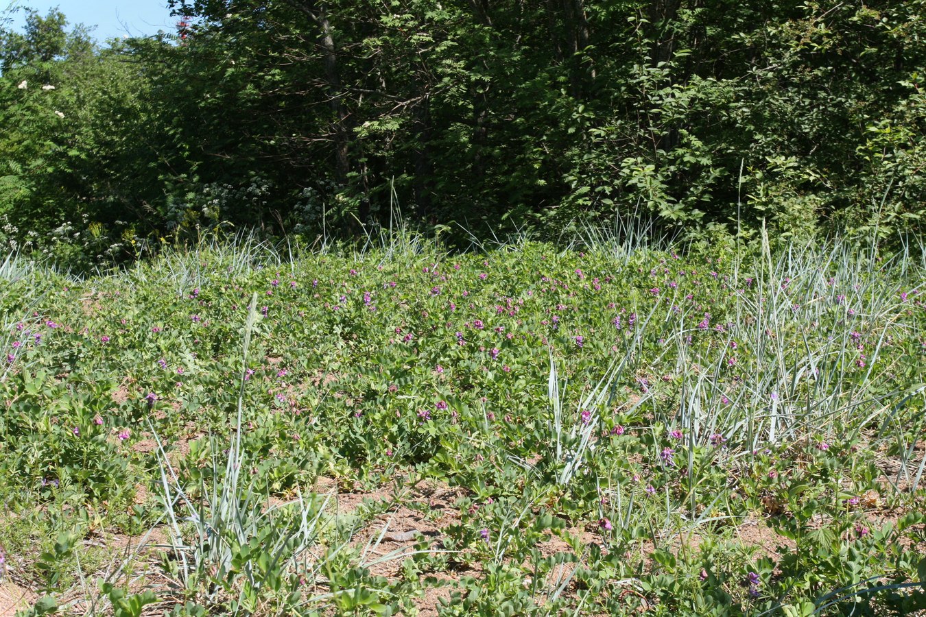 Шепелёвский маяк, image of landscape/habitat.