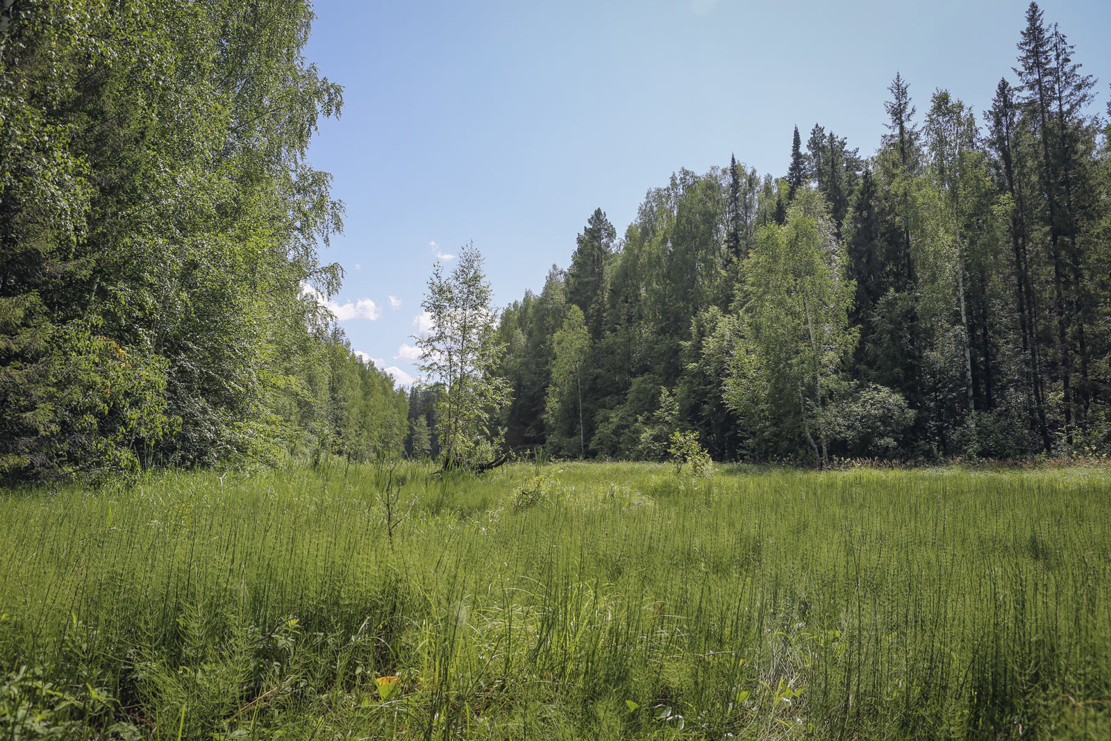 Кунчурихинский бор, image of landscape/habitat.