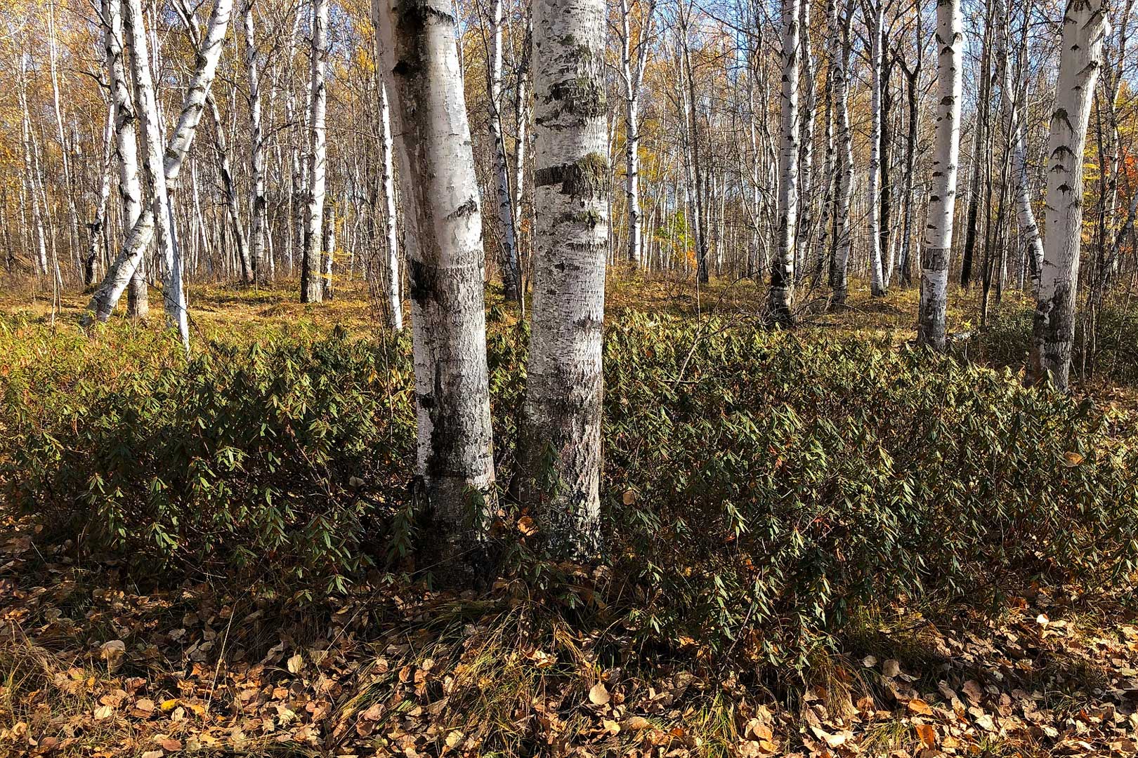 Комсомольск и окрестности, image of landscape/habitat.