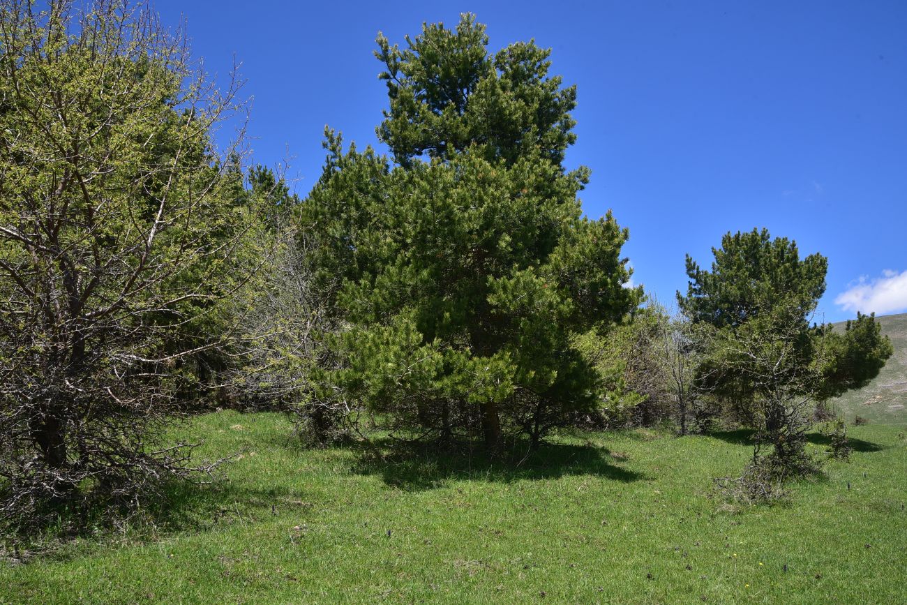 Окрестности села Гандзани, image of landscape/habitat.