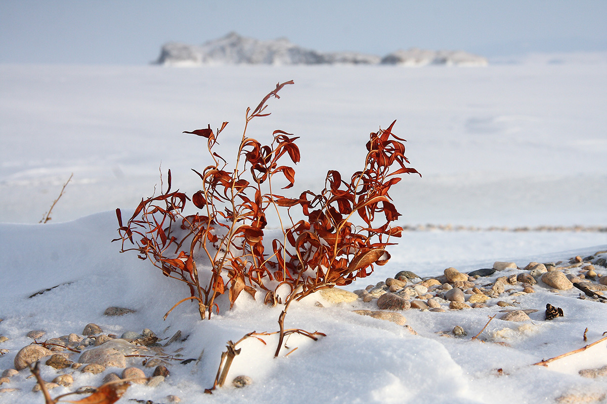 Мыс Уюга, image of landscape/habitat.