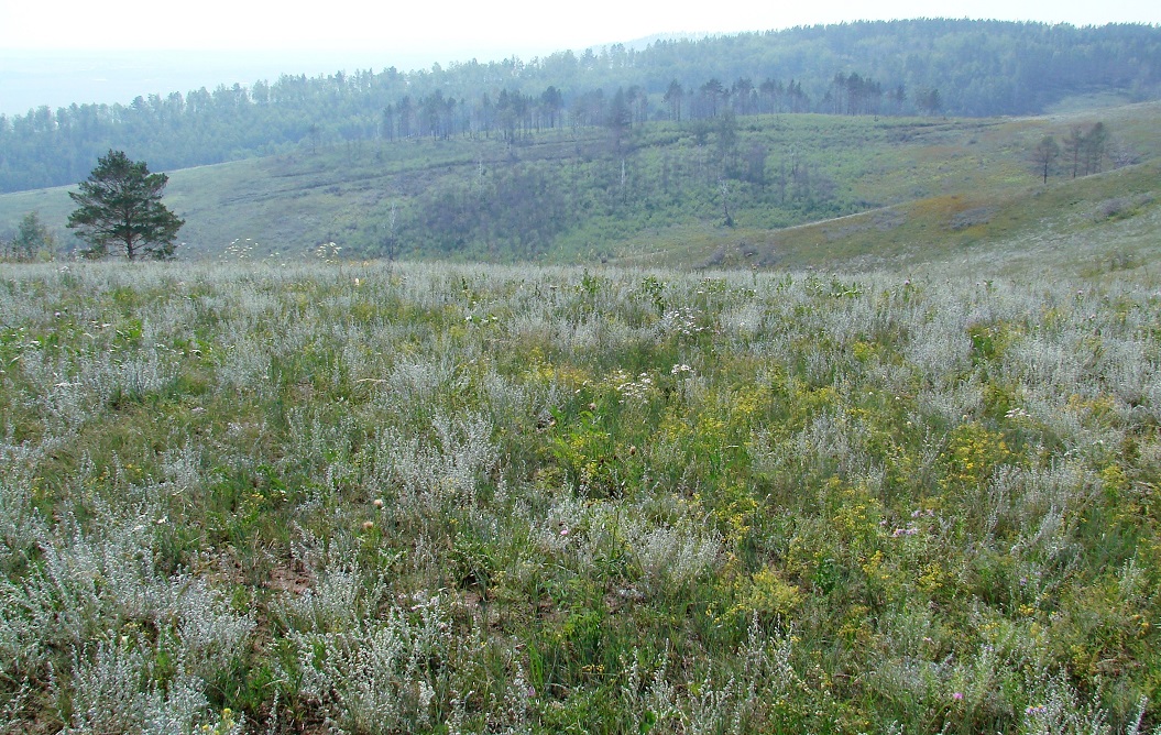 Жердовка, image of landscape/habitat.
