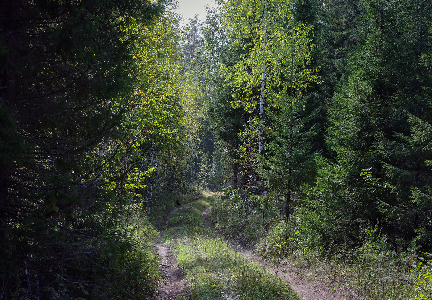 Кунчурихинский бор, image of landscape/habitat.