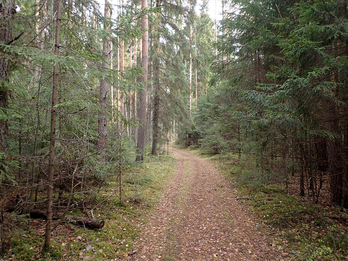 Ларцево, изображение ландшафта.