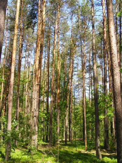 НПП "Деснянско-Старогутский", image of landscape/habitat.