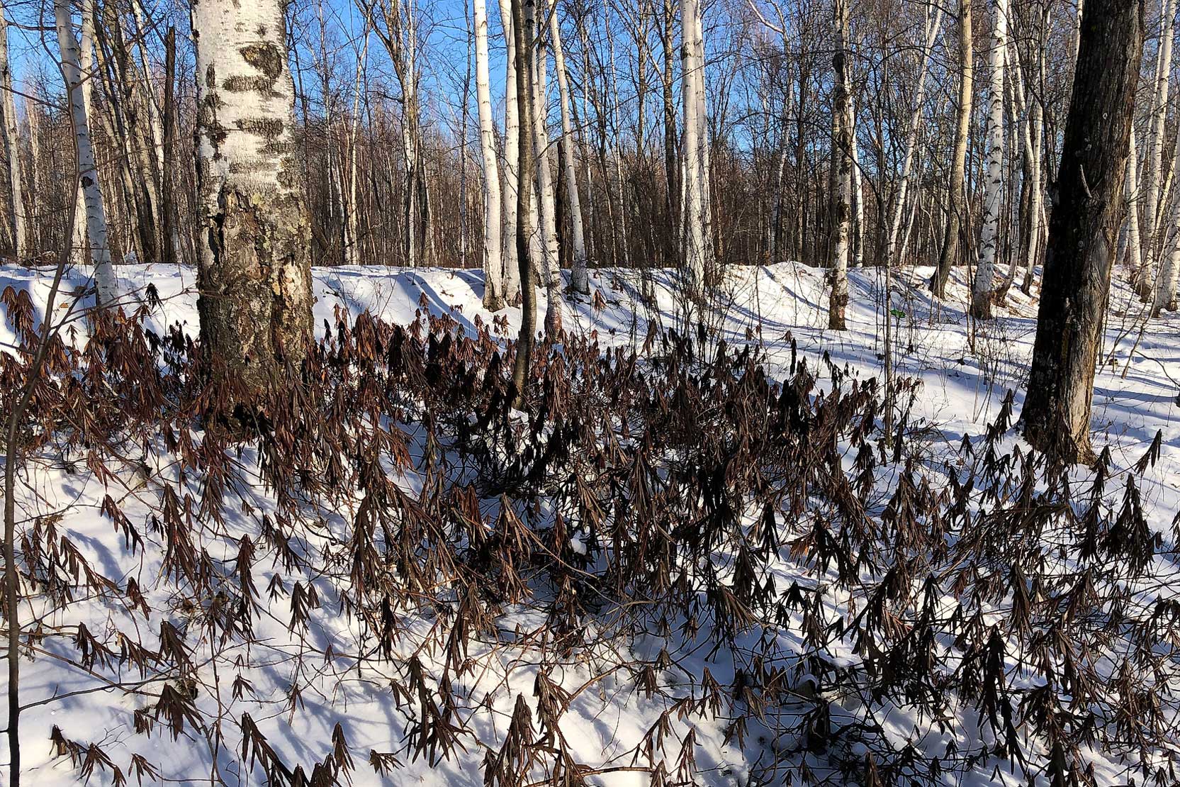 Комсомольск и окрестности, image of landscape/habitat.