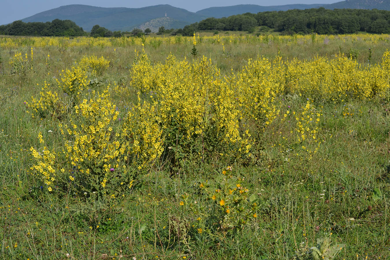 Байдарская долина, image of landscape/habitat.