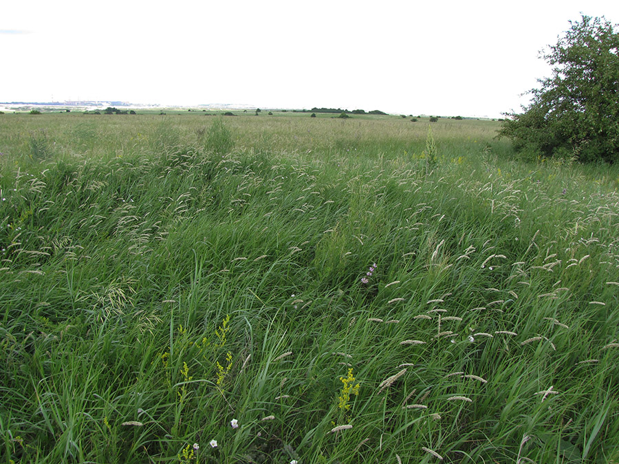 Стрелица, image of landscape/habitat.