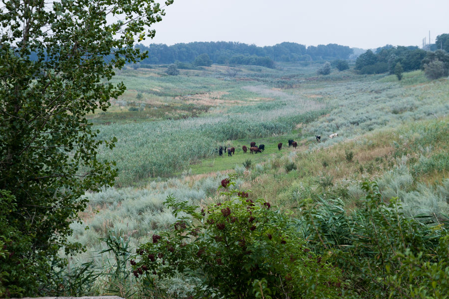 Урочище Каменная Балка, image of landscape/habitat.