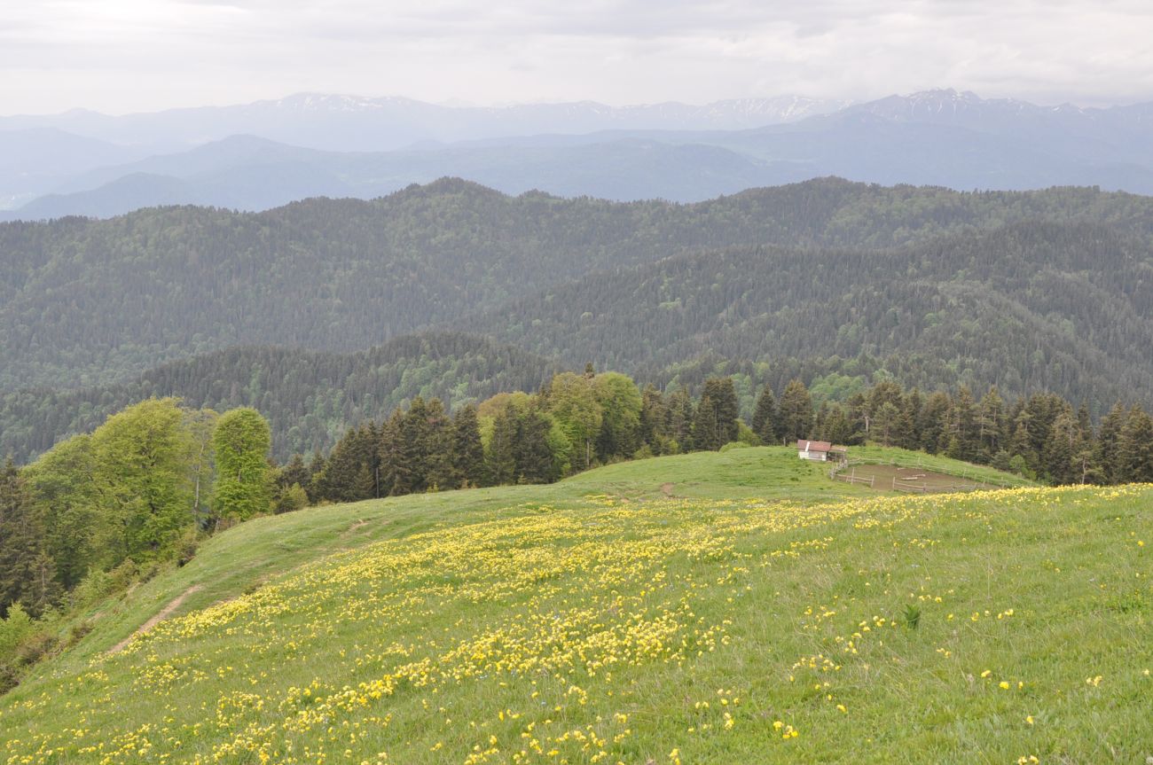 Гора Ломис-Мта, image of landscape/habitat.