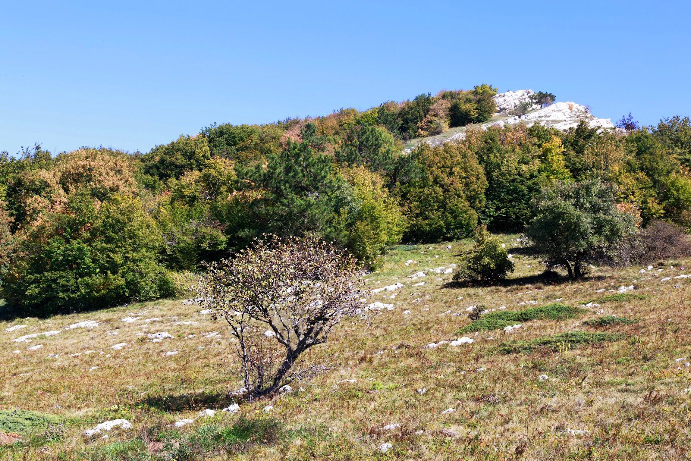 Ай-Петринская яйла, image of landscape/habitat.