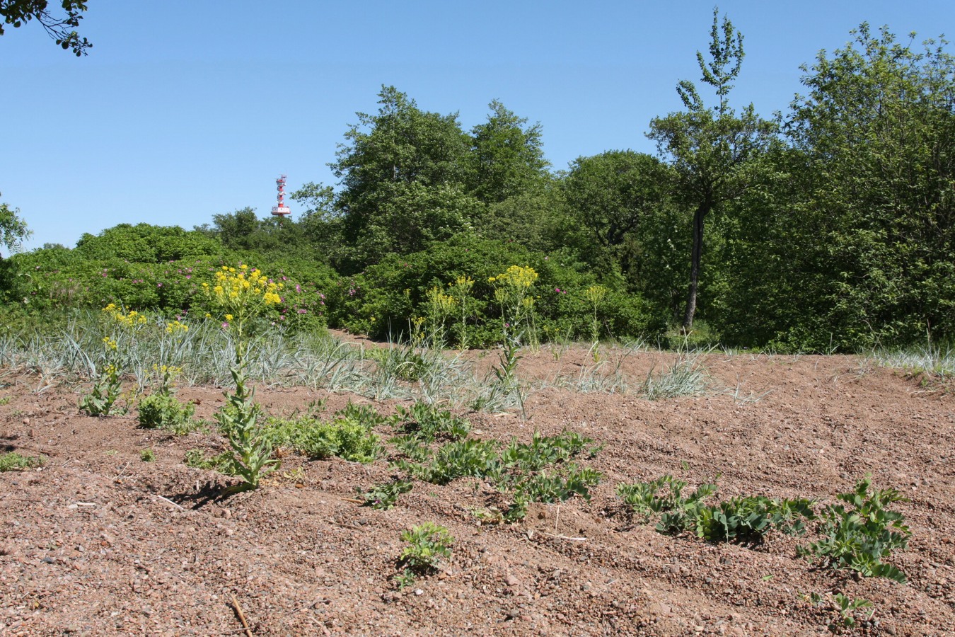 Шепелёвский маяк, image of landscape/habitat.