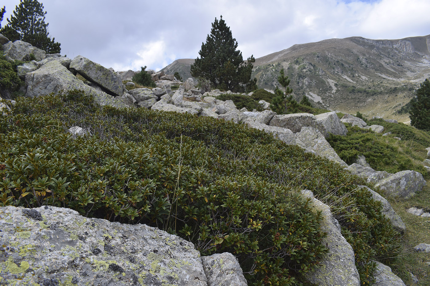 Вальтер 2000, image of landscape/habitat.