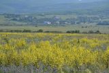 Байдарская долина, image of landscape/habitat.