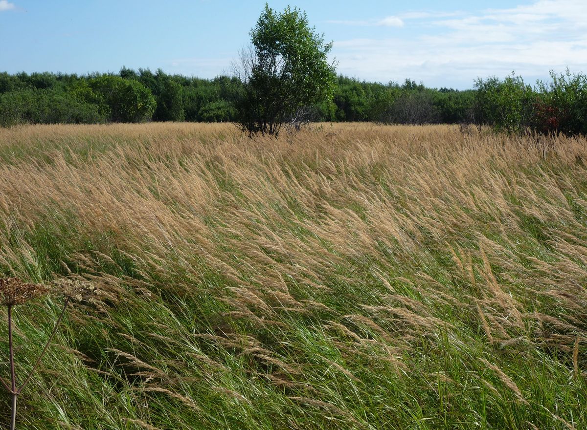 Северные окрестности Архангельска, image of landscape/habitat.