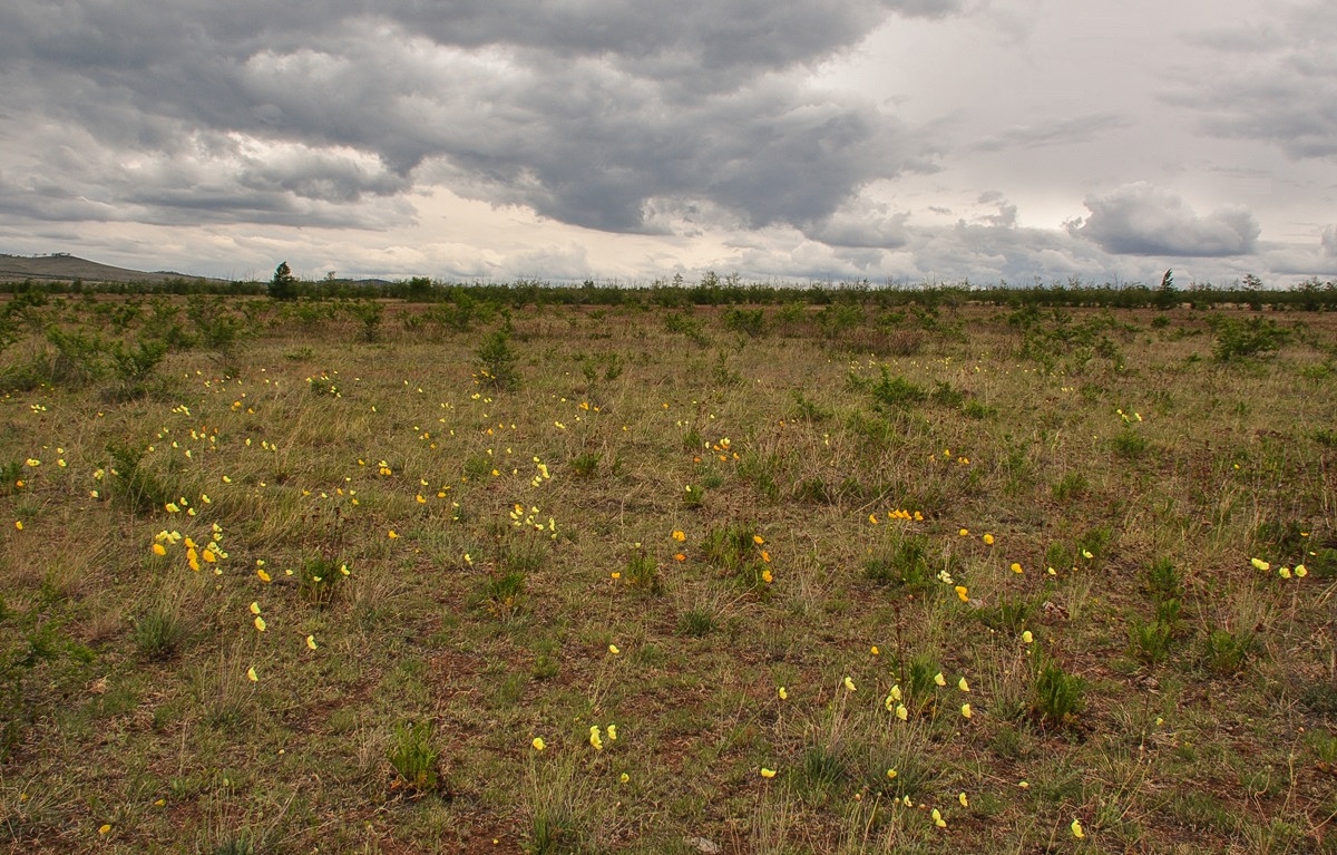 Окрестности Гусиноозерска, image of landscape/habitat.
