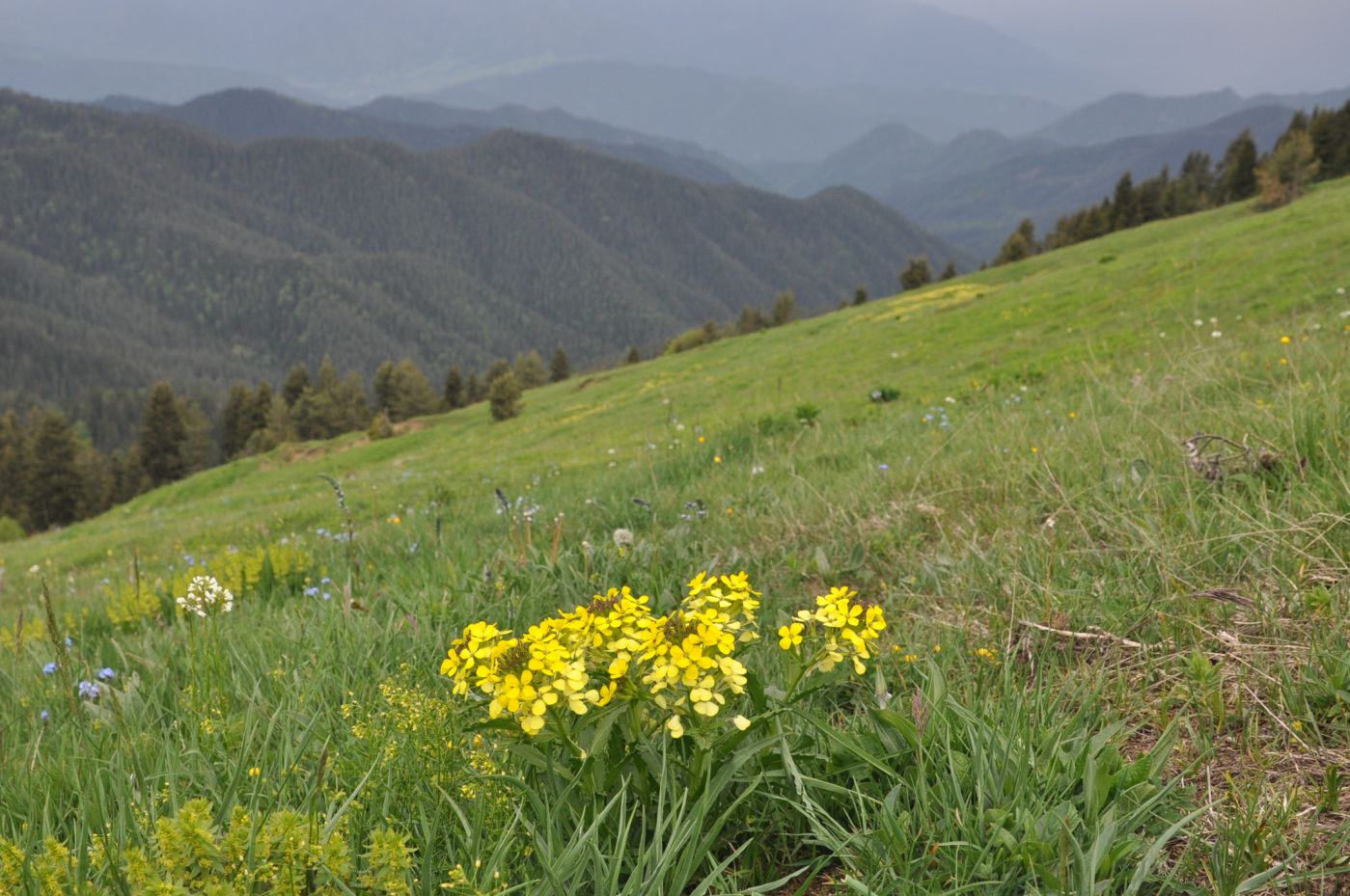 Гора Ломис-Мта, image of landscape/habitat.