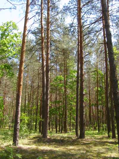 НПП "Деснянско-Старогутский", image of landscape/habitat.