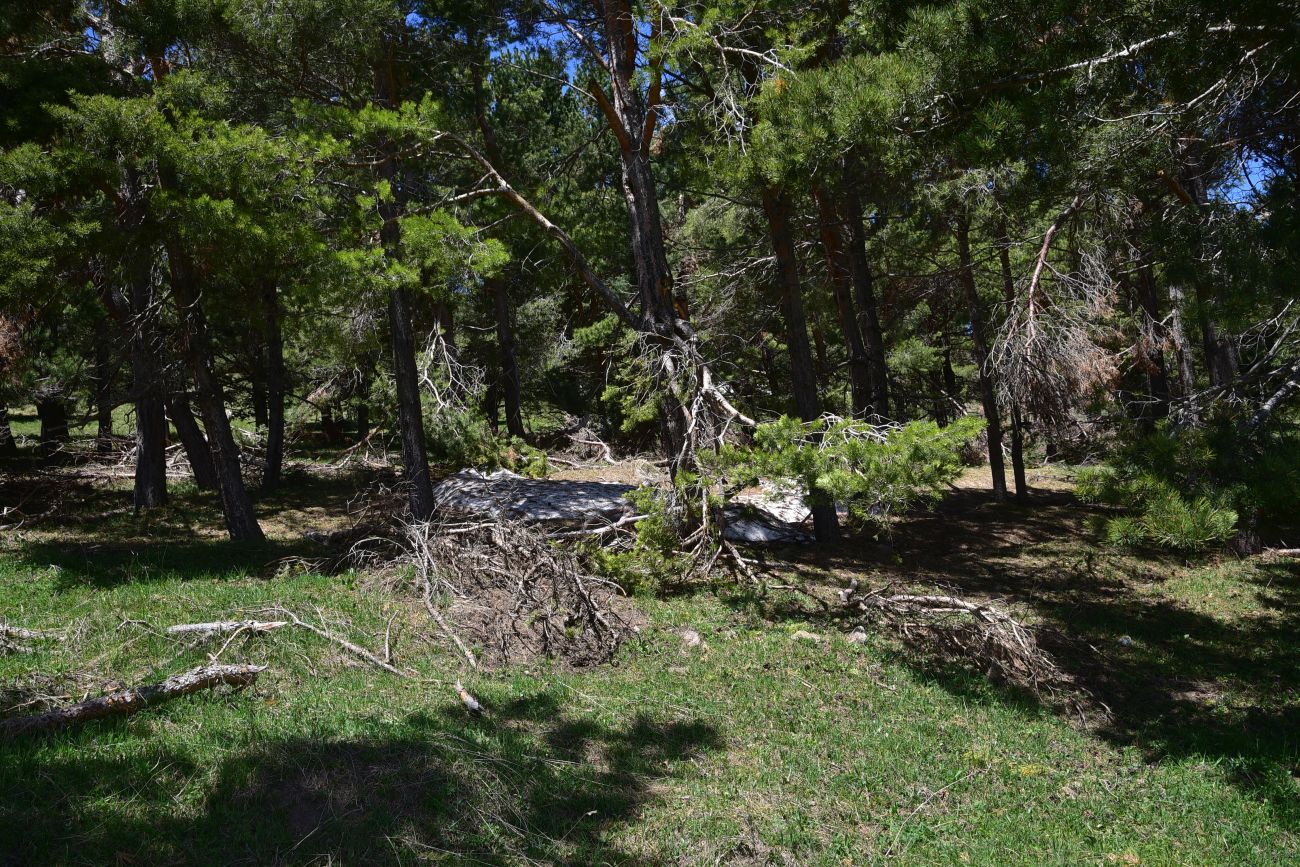 Окрестности села Гандзани, image of landscape/habitat.