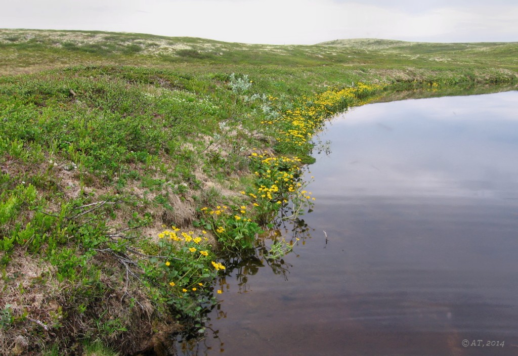 Туманный (восточные окрестности), image of landscape/habitat.