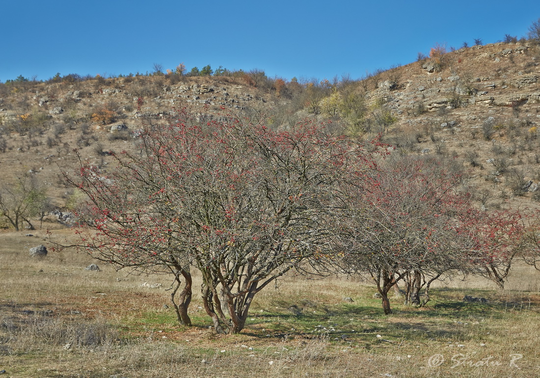 Окрестности села Требужены, image of landscape/habitat.