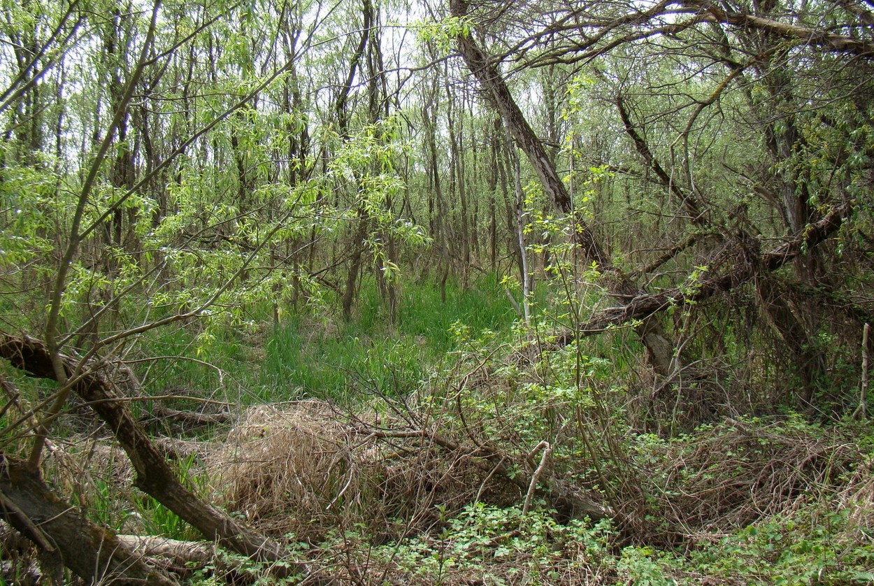 Берег Кубани в Усть-Лабинске, image of landscape/habitat.