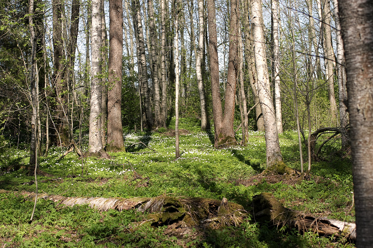 Окрестности Сертолово, image of landscape/habitat.