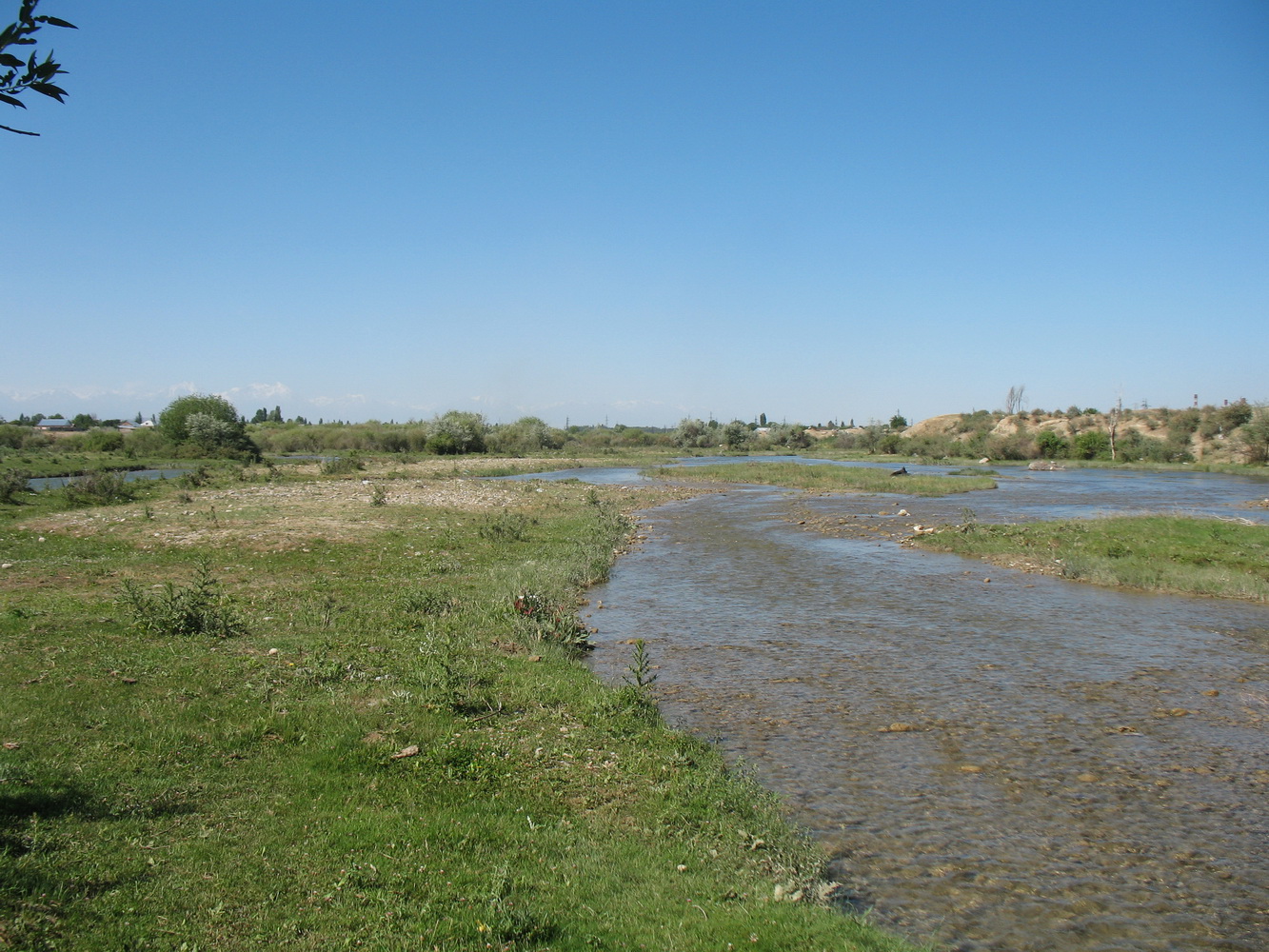 Пойма реки Талас, image of landscape/habitat.
