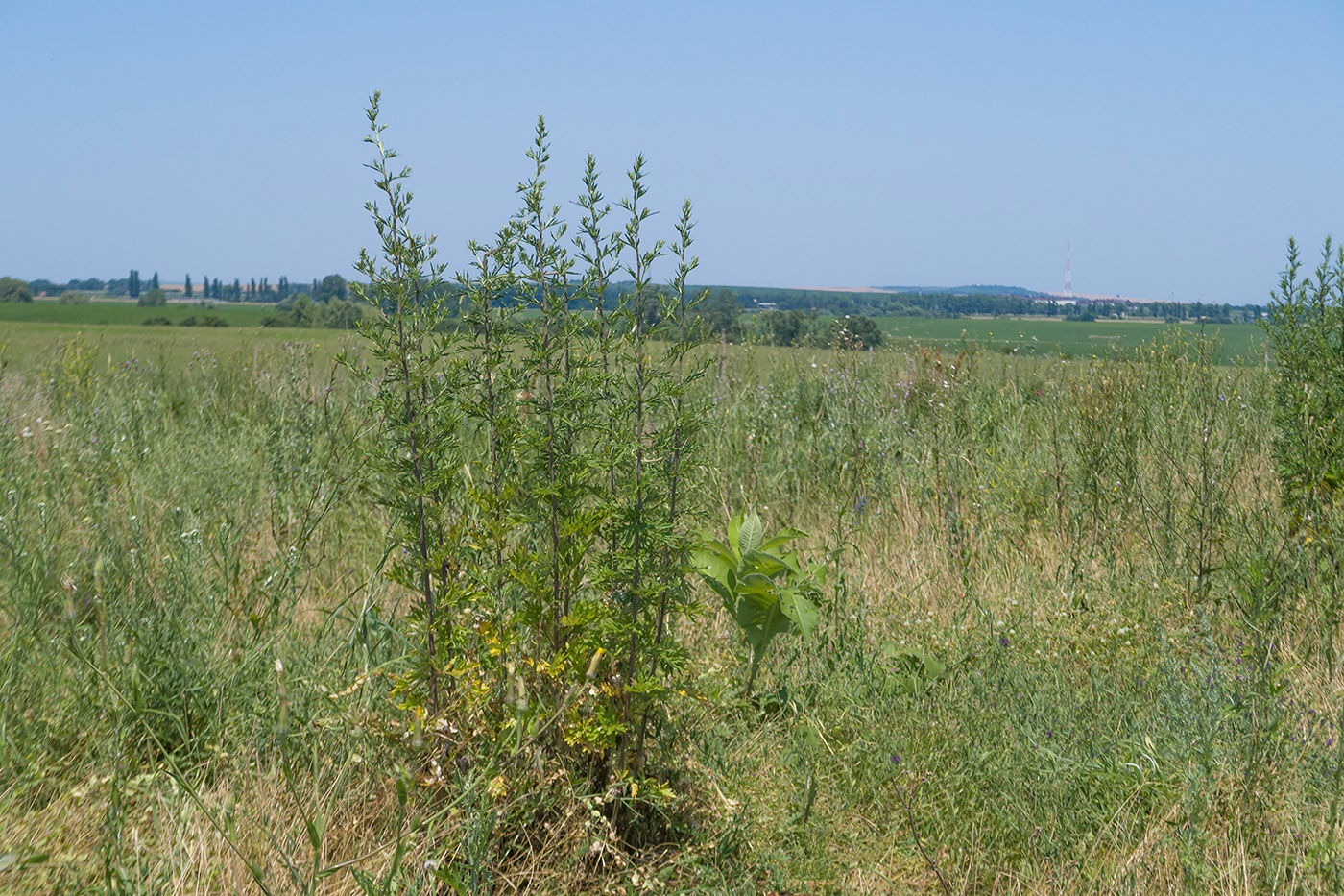 Крымск, окрестности, image of landscape/habitat.