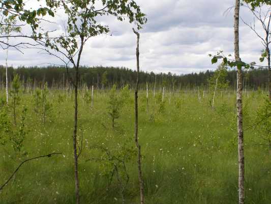 НПП "Деснянско-Старогутский", image of landscape/habitat.