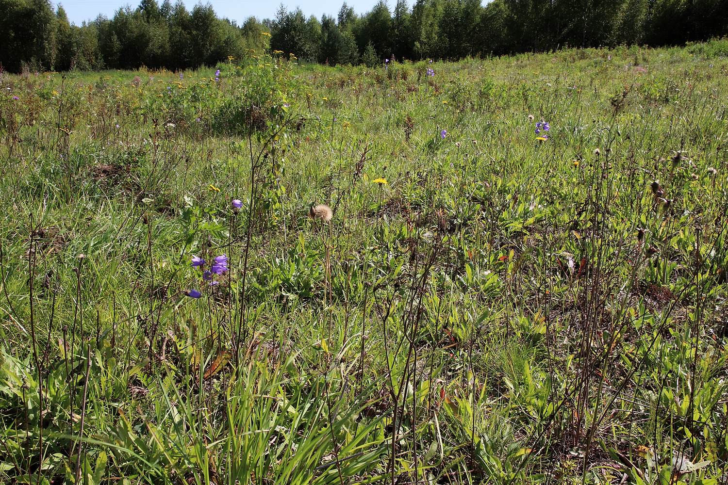 Окрестности Селивёрстово, image of landscape/habitat.