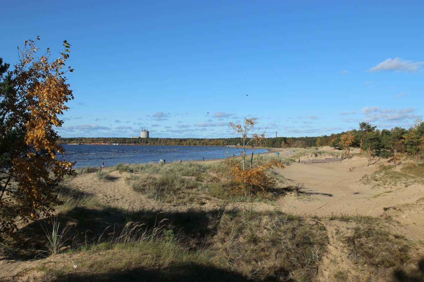 Сосновый Бор, image of landscape/habitat.