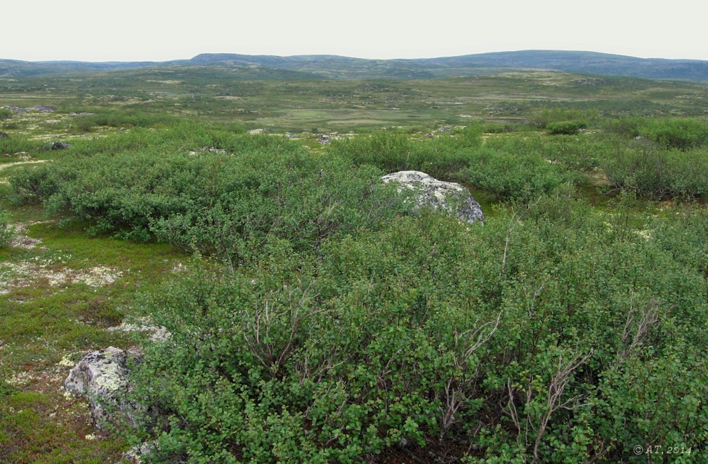 Туманный (восточные окрестности), изображение ландшафта.