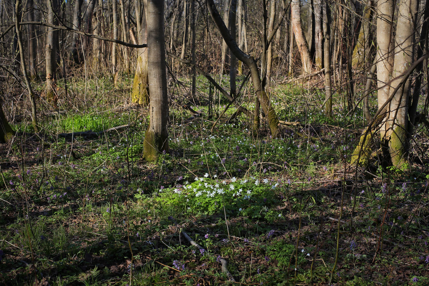 Низовья Косьвы, image of landscape/habitat.