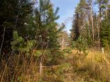 Image of landscape