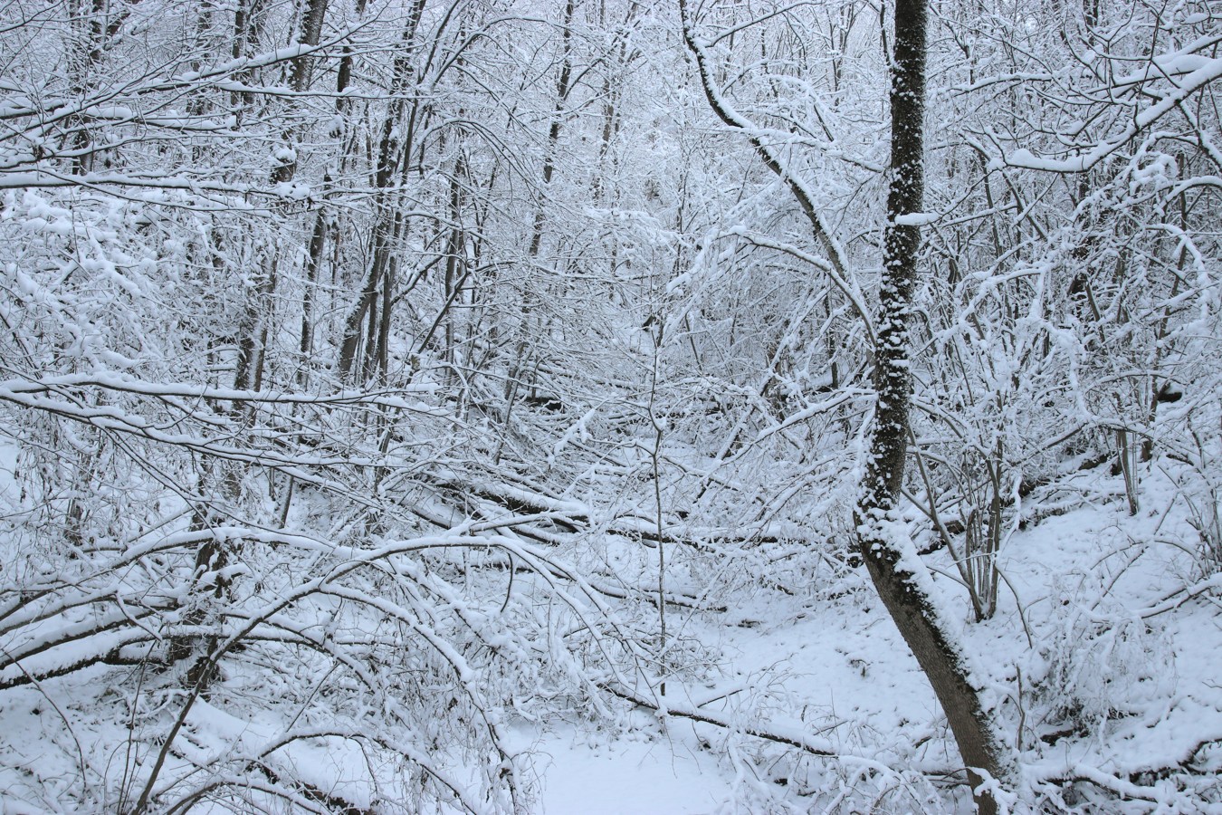 Дудергофские высоты, image of landscape/habitat.