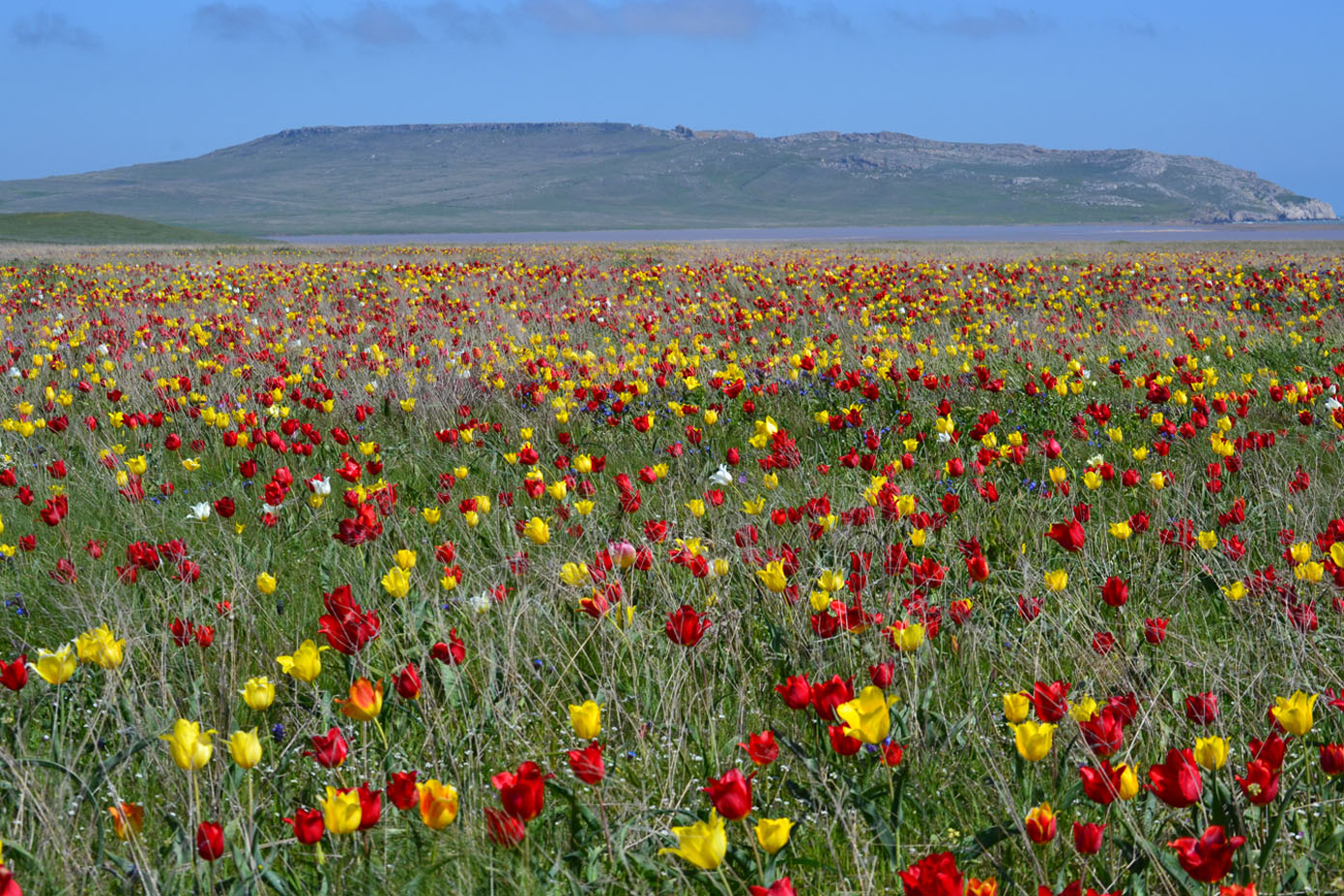 Опук, image of landscape/habitat.