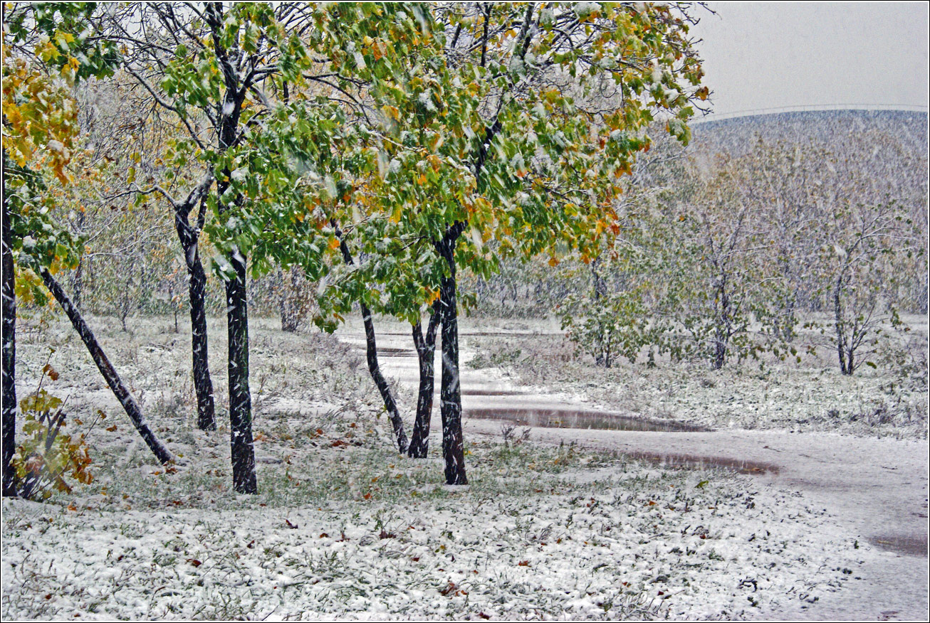 Кузьминский лесопарк, image of landscape/habitat.