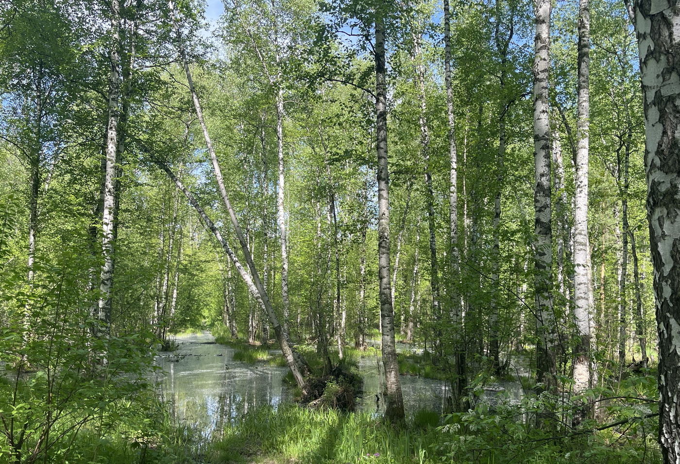 Академгородок, image of landscape/habitat.