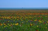 Урочище Латы (оз Узунлар), image of landscape/habitat.