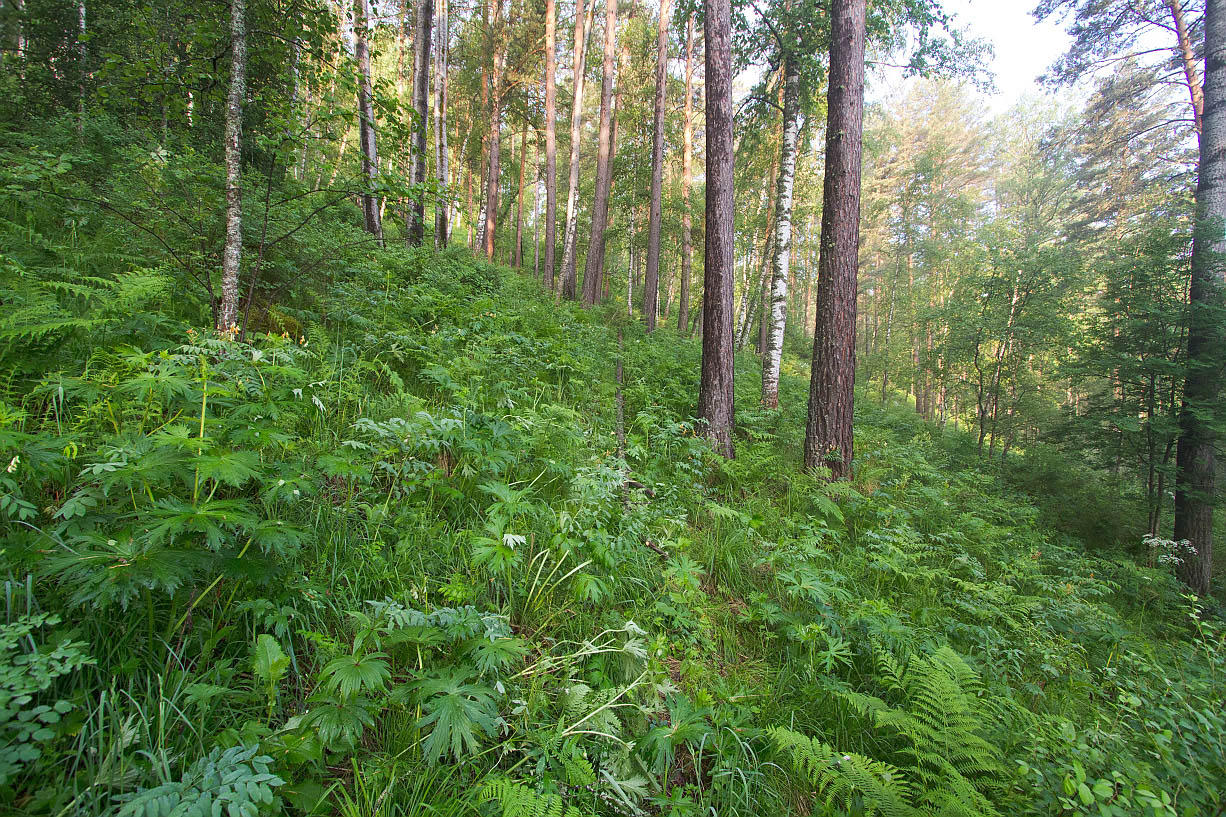 Камлак, image of landscape/habitat.