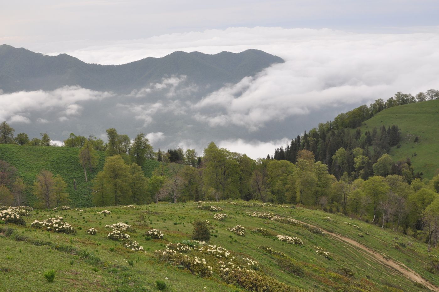 Гора Ломис-Мта, изображение ландшафта.
