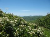 Горы Таловка, image of landscape/habitat.