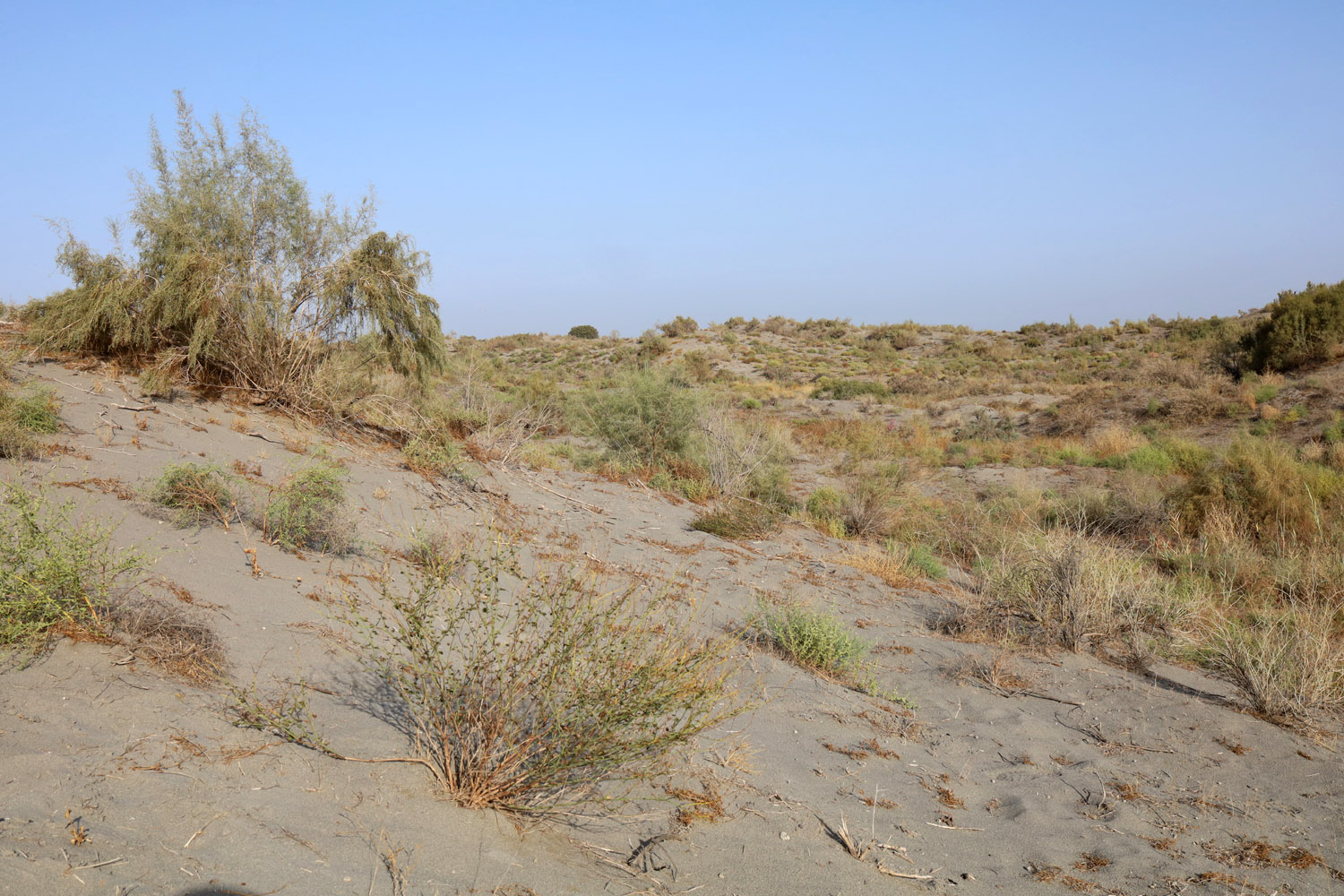 Пески Язъяван, Язъяванский район, image of landscape/habitat.