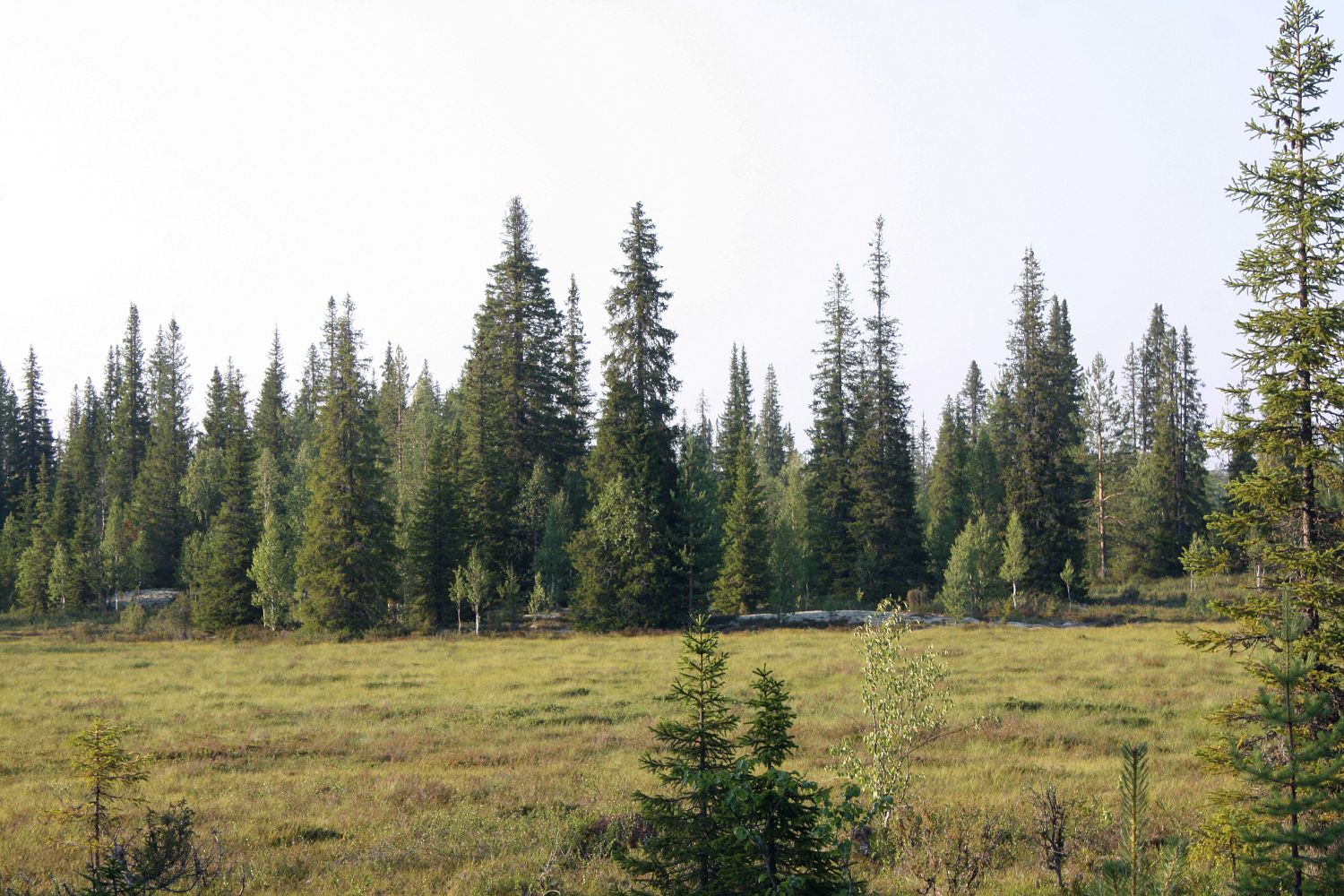 Мудьюгские озёра, image of landscape/habitat.