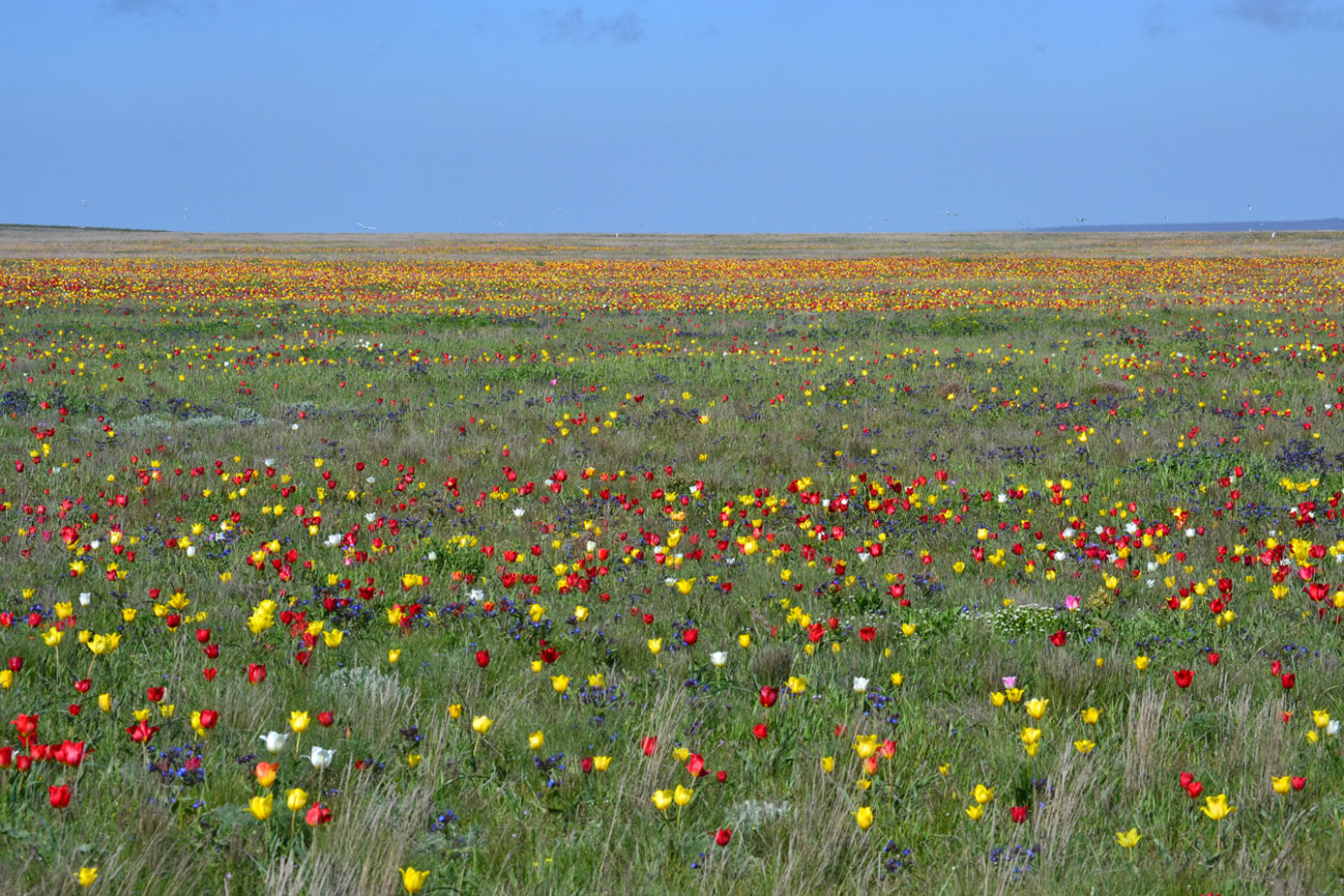 Урочище Латы (оз Узунлар), image of landscape/habitat.