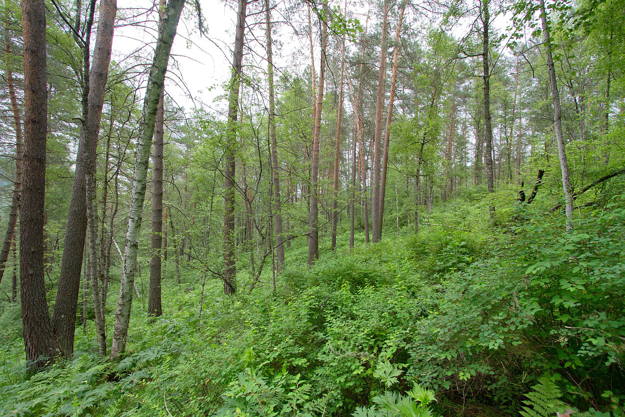 Камлак, image of landscape/habitat.