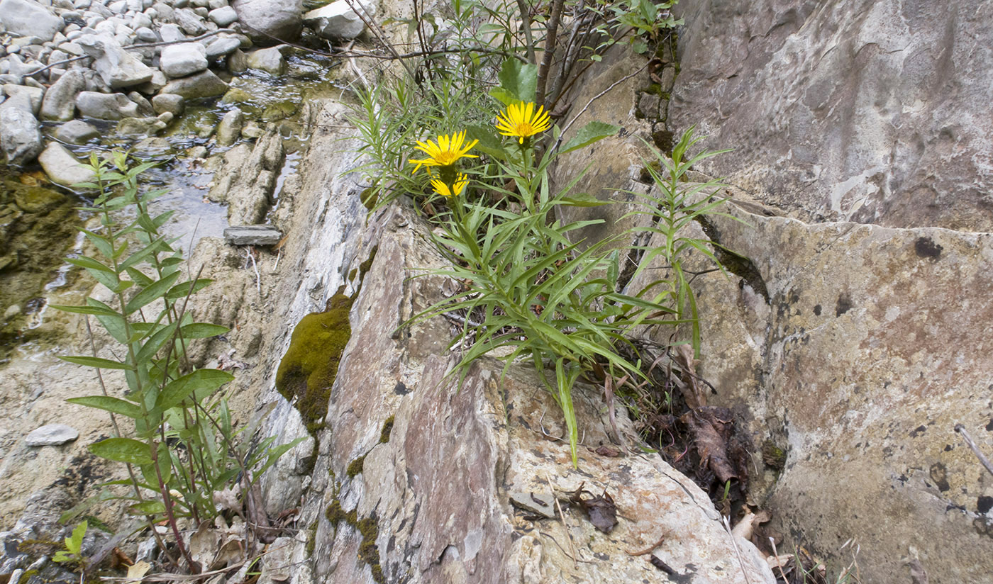 Полковничья щель, image of landscape/habitat.