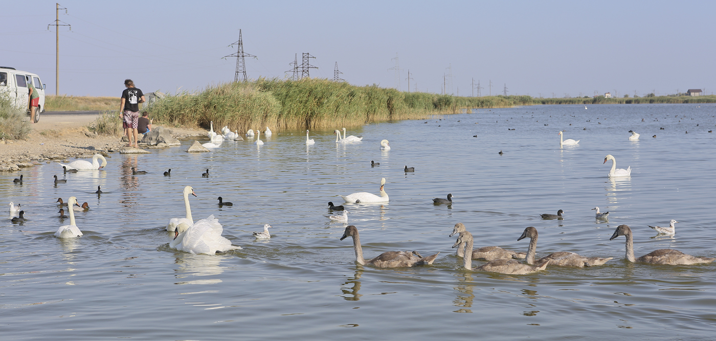Окрестности озера Сасык, image of landscape/habitat.
