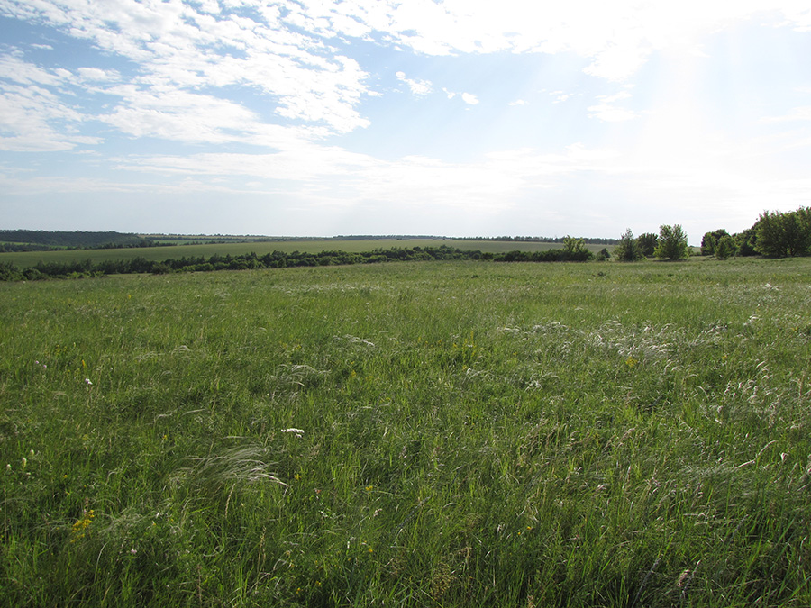 Лубушева степь, image of landscape/habitat.